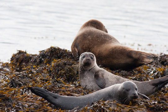 3 common seals on seaweed covered island