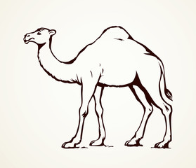 Camel. Vector sketch