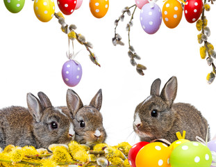 two little rabbits and spring flowering branch