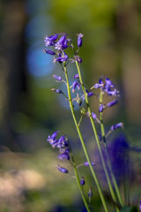 Bluebell flower with a blurred bokeh background in the woods on a sunny spring day