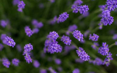 Lavender flowers photographed from above with a shallow depth of focus n the summer