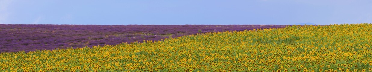 provence - lavendel und sonnenblumen