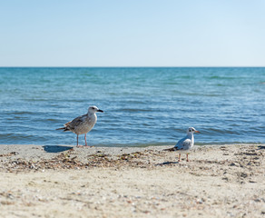  seagulls on the beach on a summer sunny day