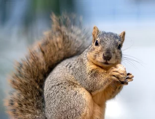 Photo sur Plexiglas Écureuil Un écureuil sauvage avec une queue poilue