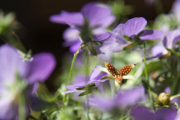 Summer flowers some with animals and insects
