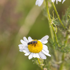 Summer flowers some with animals and insects