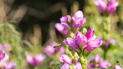 Summer flowers some with animals and insects