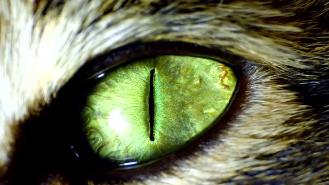 opening eyes, close-up predator green eye