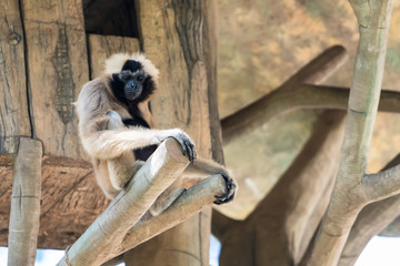 Female Pileated Gibbon sit on a perch alone