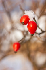 Red bright thorny rosehip in winter
