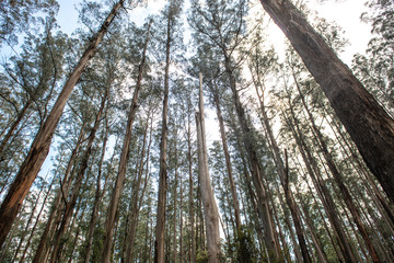Fototapeta premium Forest nature
