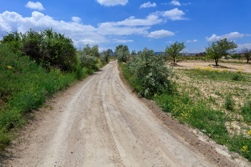 Fototapeta na wymiar Rural landscape of an empty road near a field of green garden on a summer day.
