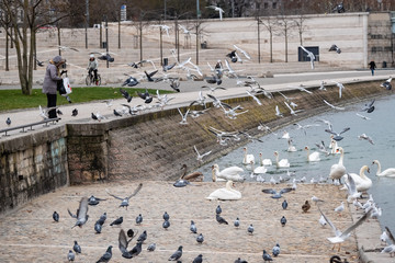 Envolé d'oiseaux sur les berges du Rhône