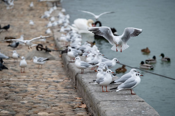 Mouettes alignées sur les berges du Rhône à Lyon