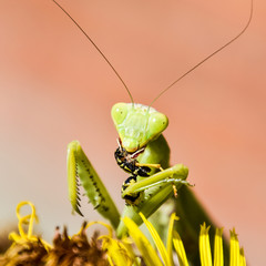 The female praying mantis devouring wasp