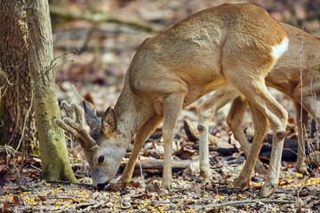 Roe deer and buck in the forest