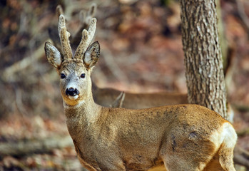 Roe buck in the forest at springtime