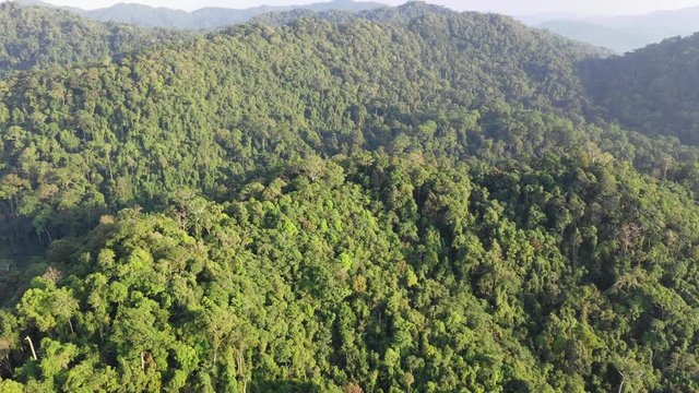 Aerial footage rainforest in Sumatra, Indonesia 
