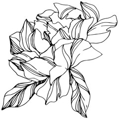 Vector Peony floral botanical flower. Black and white engraved ink art. Isolated peony illustration element.