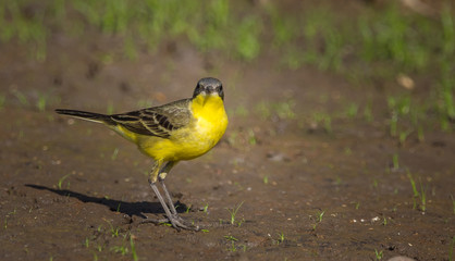Eastern Yellow Wagtail (Motacilla flava) Walking on the ground.