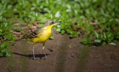 Eastern Yellow Wagtail (Motacilla flava) Walking on the ground.