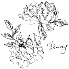 Vector Peony floral botanical flower. Black and white engraved ink art. Isolated peony illustration element.