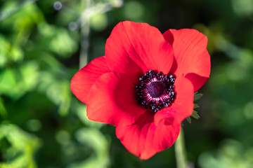 Head of a single red anemone flower close up on a blurred green background