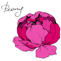 Vector Pink peony. Floral botanical flower. Engraved ink art. Isolated peony illustration element.