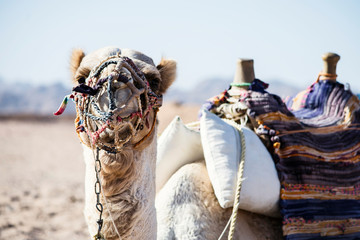 white camel in the desert in Africa