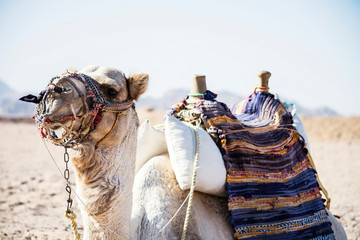 white camel in the desert in Africa