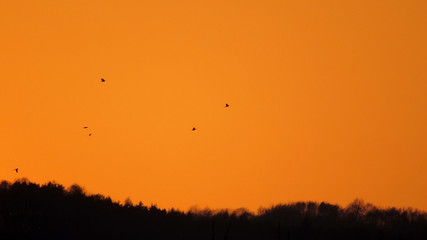 Birds on the orange background of the sunset in mountains