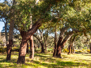 cork oaks in the andalusian countryside. "Parque de los alcornocales", Algeciras, Andalusia, Spain, Europe