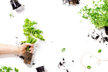 Flatlay on white background with basil and marjoram plants, male hand and empty plant pots.