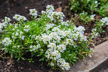 perennial garden flowers for the garden