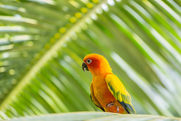 Aratinga solstitialis on banch tree.