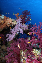 Fototapeta na wymiar Thomas Reef EG-17
