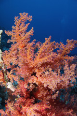 Fototapeta na wymiar Woodhouse Reef EG-09
