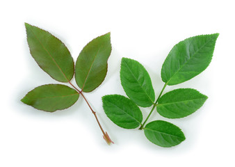 Rose leaves on a white background