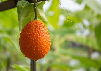 Obraz premium Momordica cochinchinensis in garden.