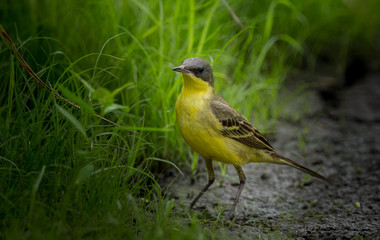  Eastern Yellow Wagtail (Motacilla flava) on green grass