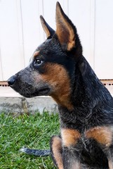 Cão blue heeler boiadeiro australiano 