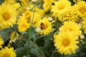 Chrysanthemum Indicum Linn flowers