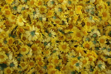 Chrysanthemum Indicum Linn flowers