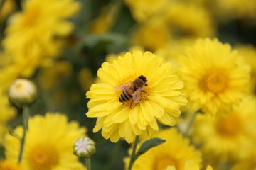 Chrysanthemum Indicum Linn flowers