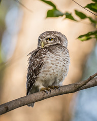 Spotted owlet  ( Athene brama ) On the branches of trees.