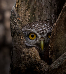 Spotted owlet ( Athene brama ) In the hole on the tree.