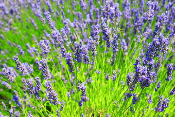 Lavender flowers in field