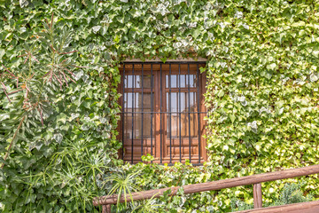 Wall completely covered with vegetation, with a wooden window in the center
