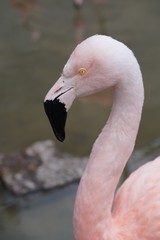 Flamingo in a zoo