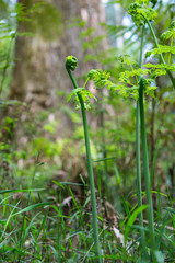 Forest nature